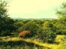 ALOJA - Vendo campo de 50 Ha en Las Gramillas, San Marcos Sierras