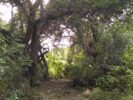 ALOJA - Vendo Campo de 9 Has. en El Rincón, San Marcos Sierras.